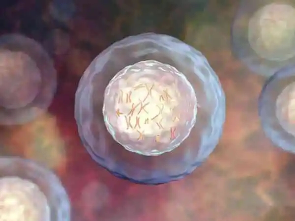囊胚是什么？为什么囊胚会发育异常呢？.webp.jpg