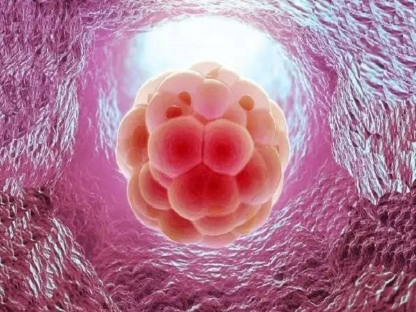 囊胚是什么？为什么囊胚会发育异常呢？.jpeg