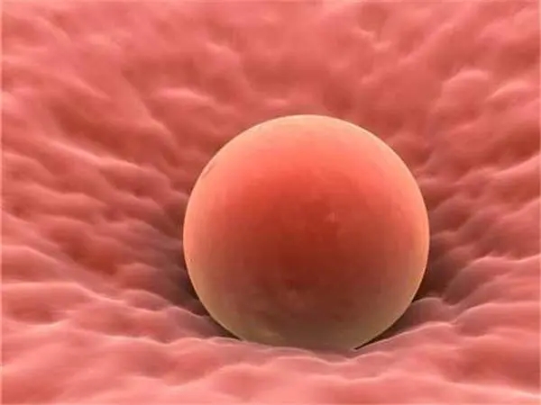 胚胎质量差可以移植吗？怎么提高胚胎质量呢？.webp.jpg